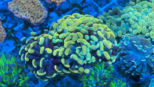 Golden Grail Aquacultured