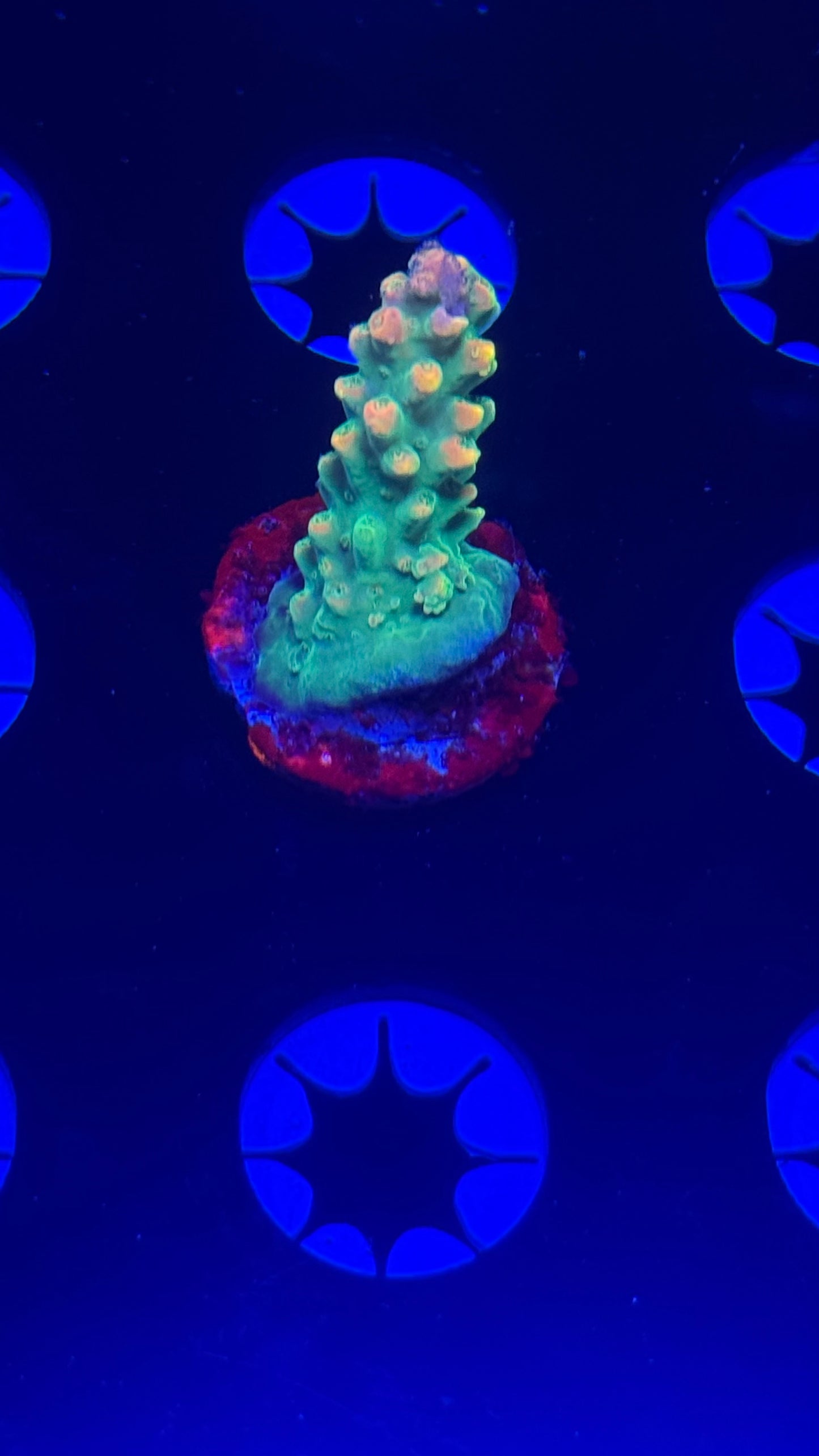 BC Bubble bath unicorn