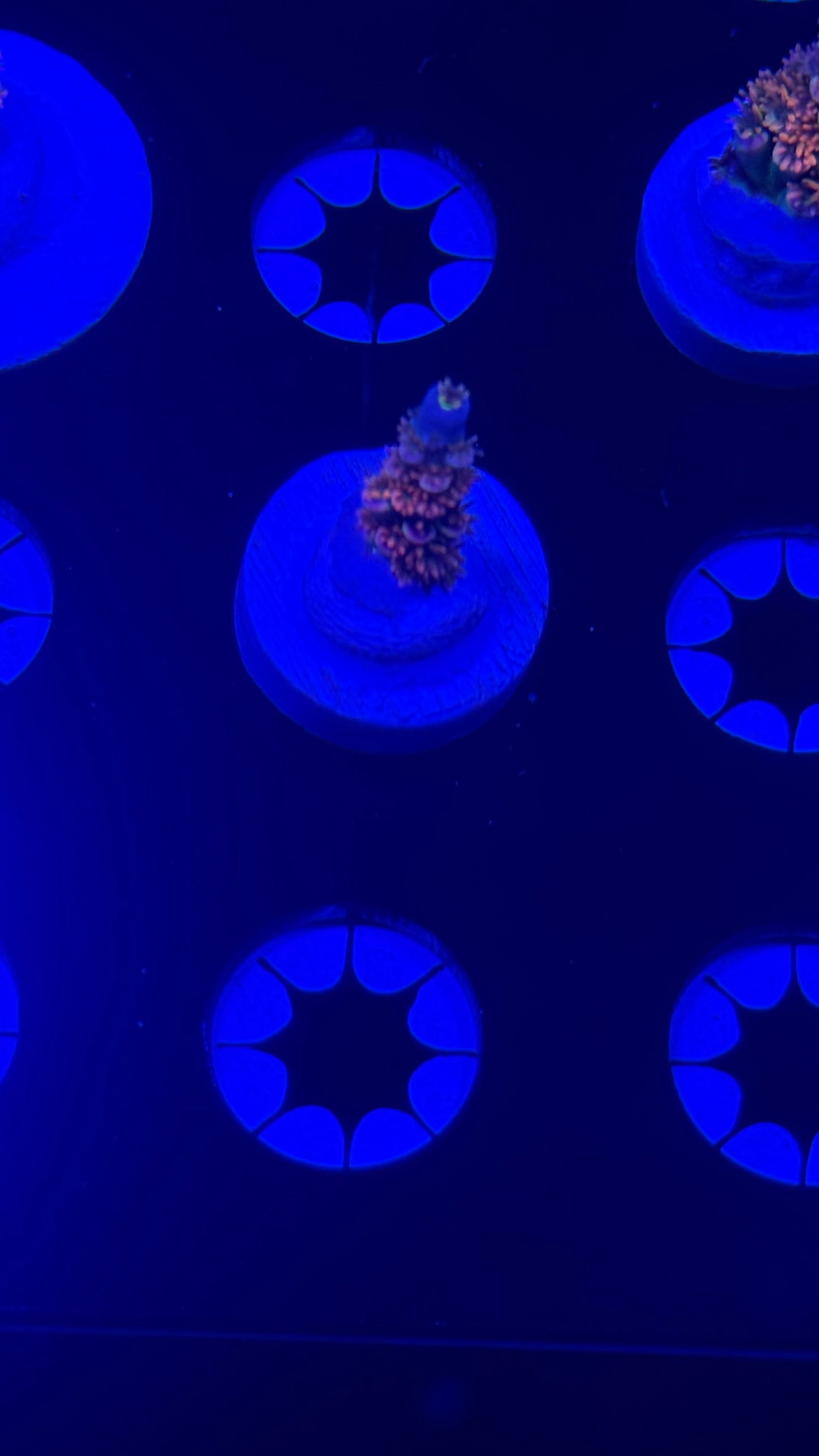 K’corals pink troll (small)