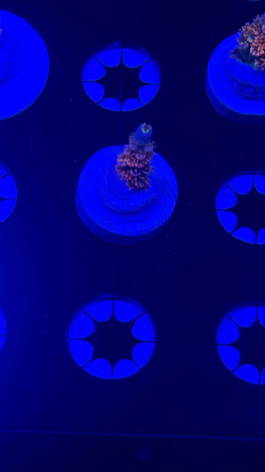 K’corals pink troll (small)