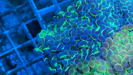 Hologram Aquacultured