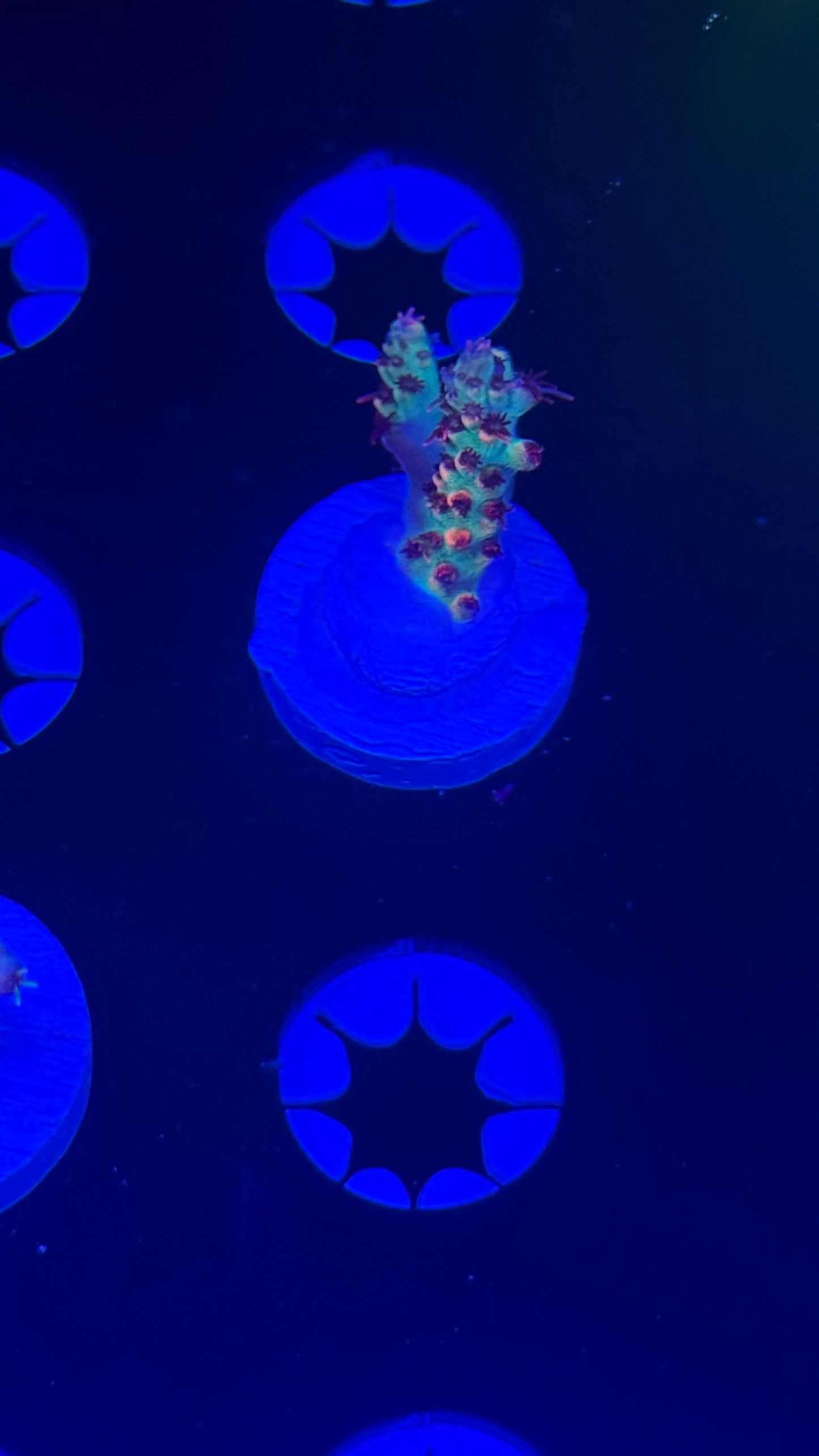 Cch little red riding hood (tiny)