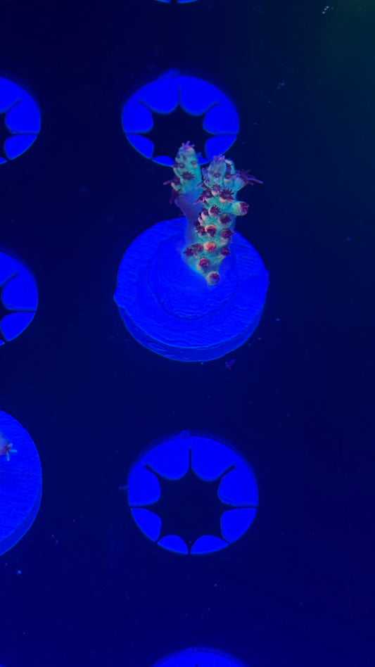 Cch little red riding hood (tiny)