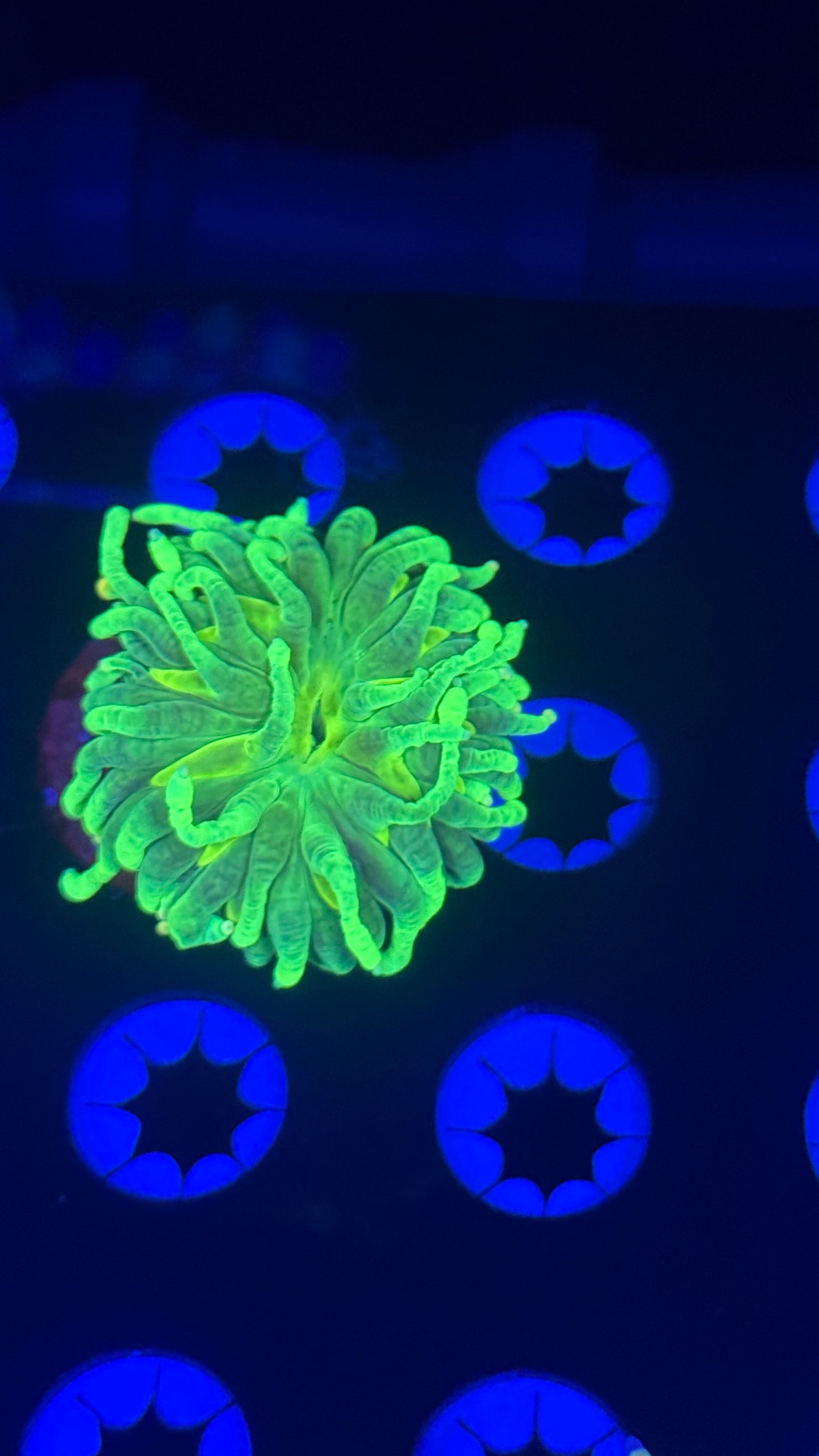 K’corals Yellow Mellow