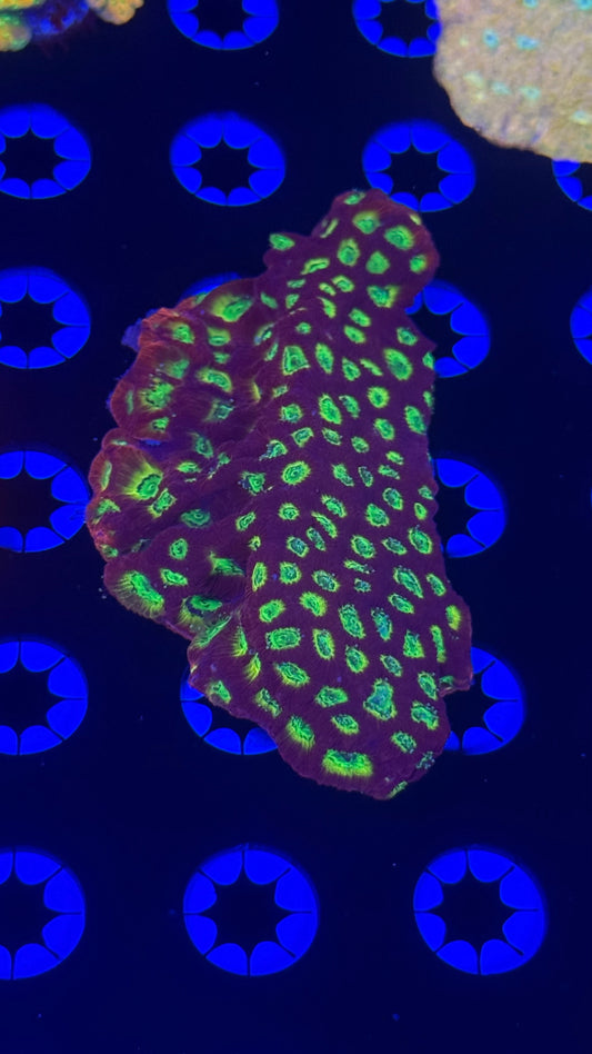 Jf sector 001 (chunky)