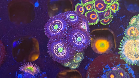 Atmosphere zoa