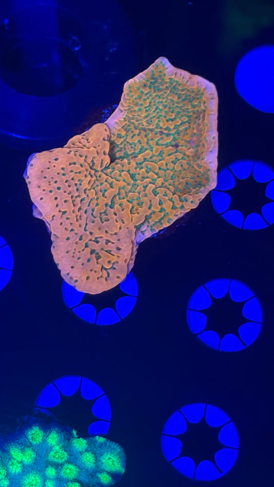 Wwc cherry tree monti