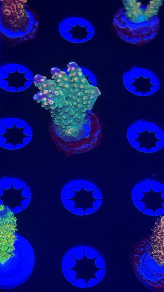 BC Bubble bath unicorn chunky