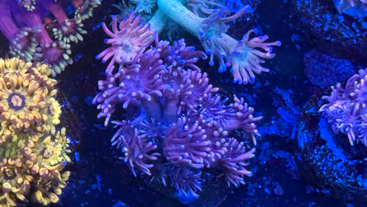 Pink Bloom Goni
