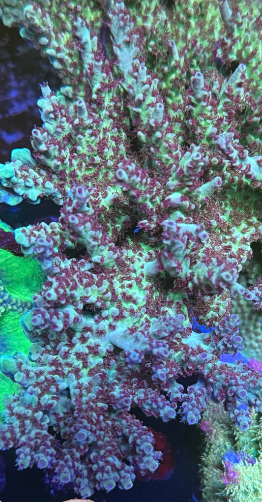 Sanjay Grape Concord (cut to order)