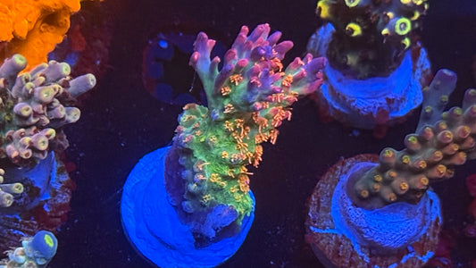 K'Corals Viper