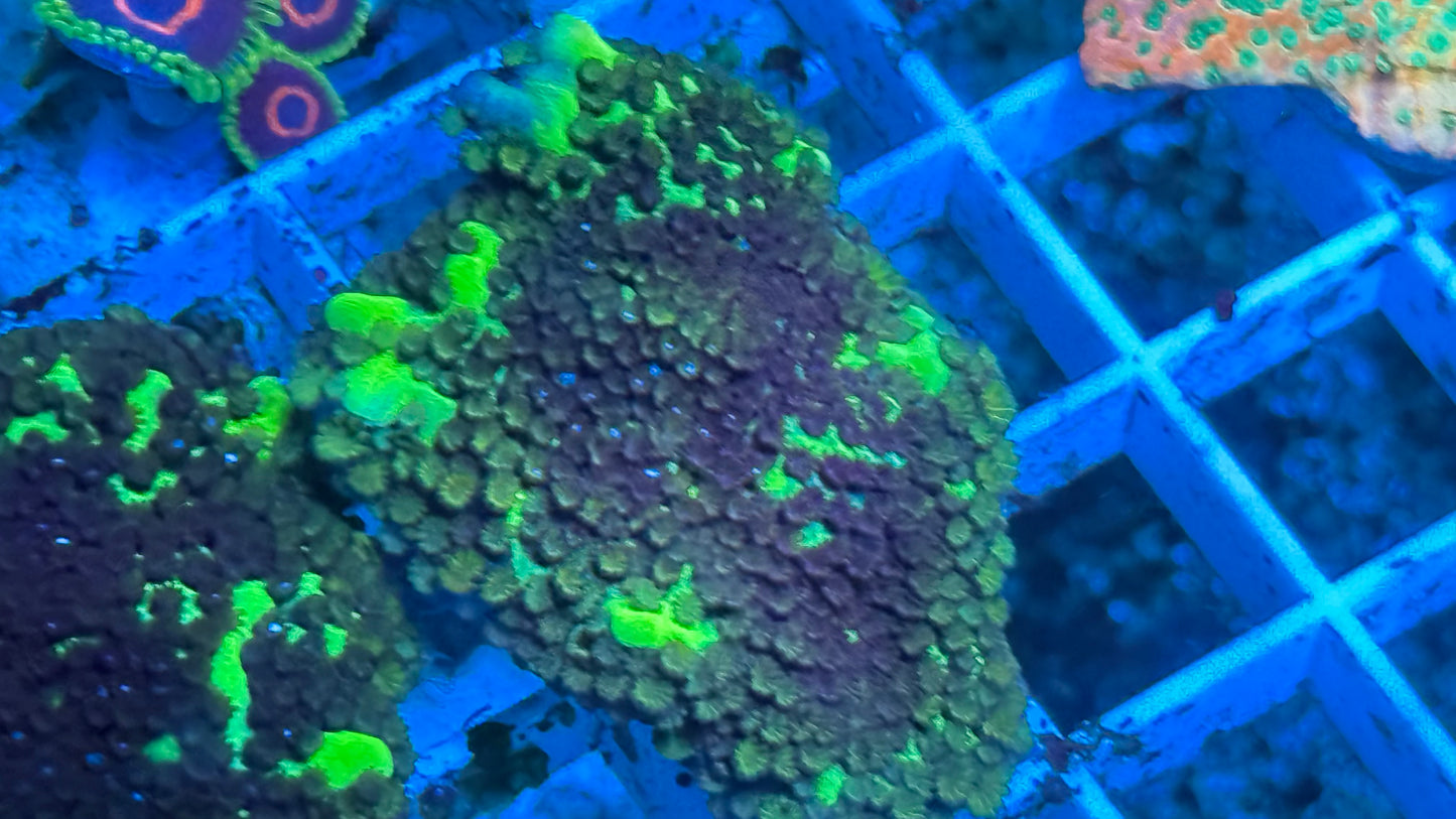 Spongodes