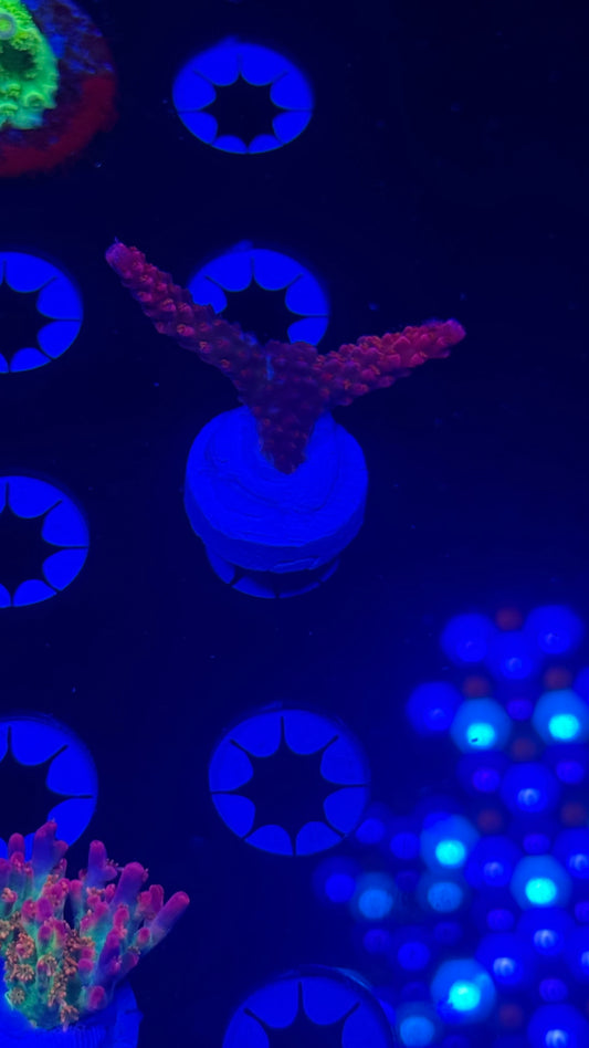 Kung fu corals Avenger