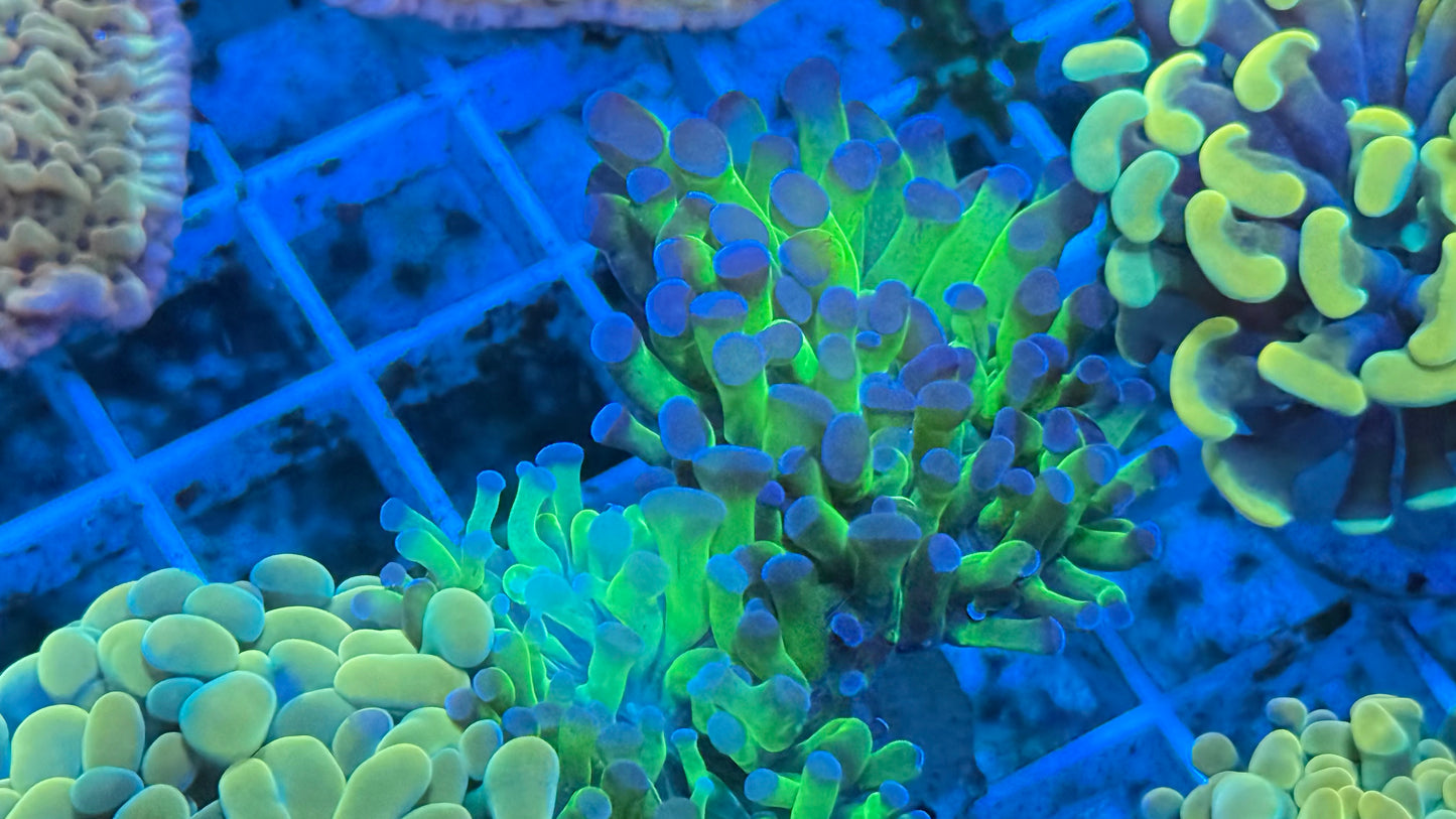 Blue Tips Hammer Aquacultured