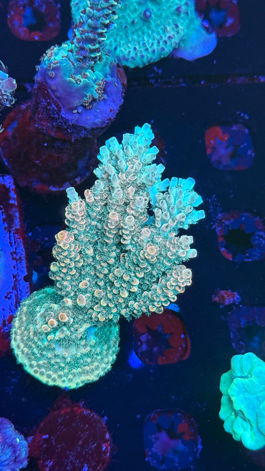 K’corals “Tropicana” (cut to order)