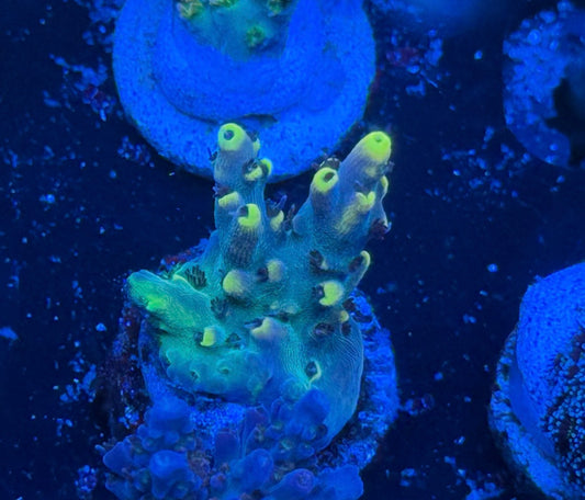 Kcorals Cyclops
