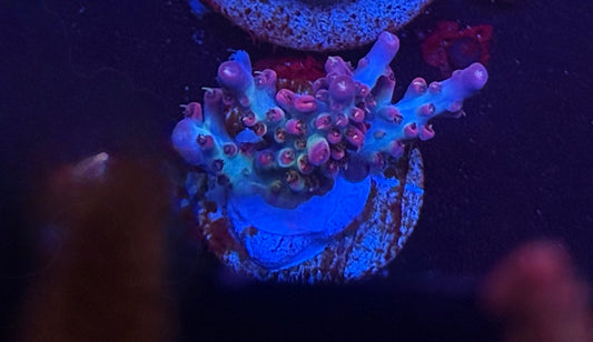 K'Corals Sully