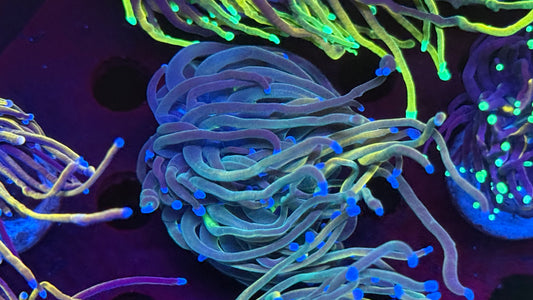 Dragon Tamer(HG variant)