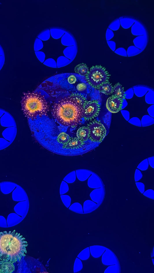 Jf stargazers/ rainbow infusions