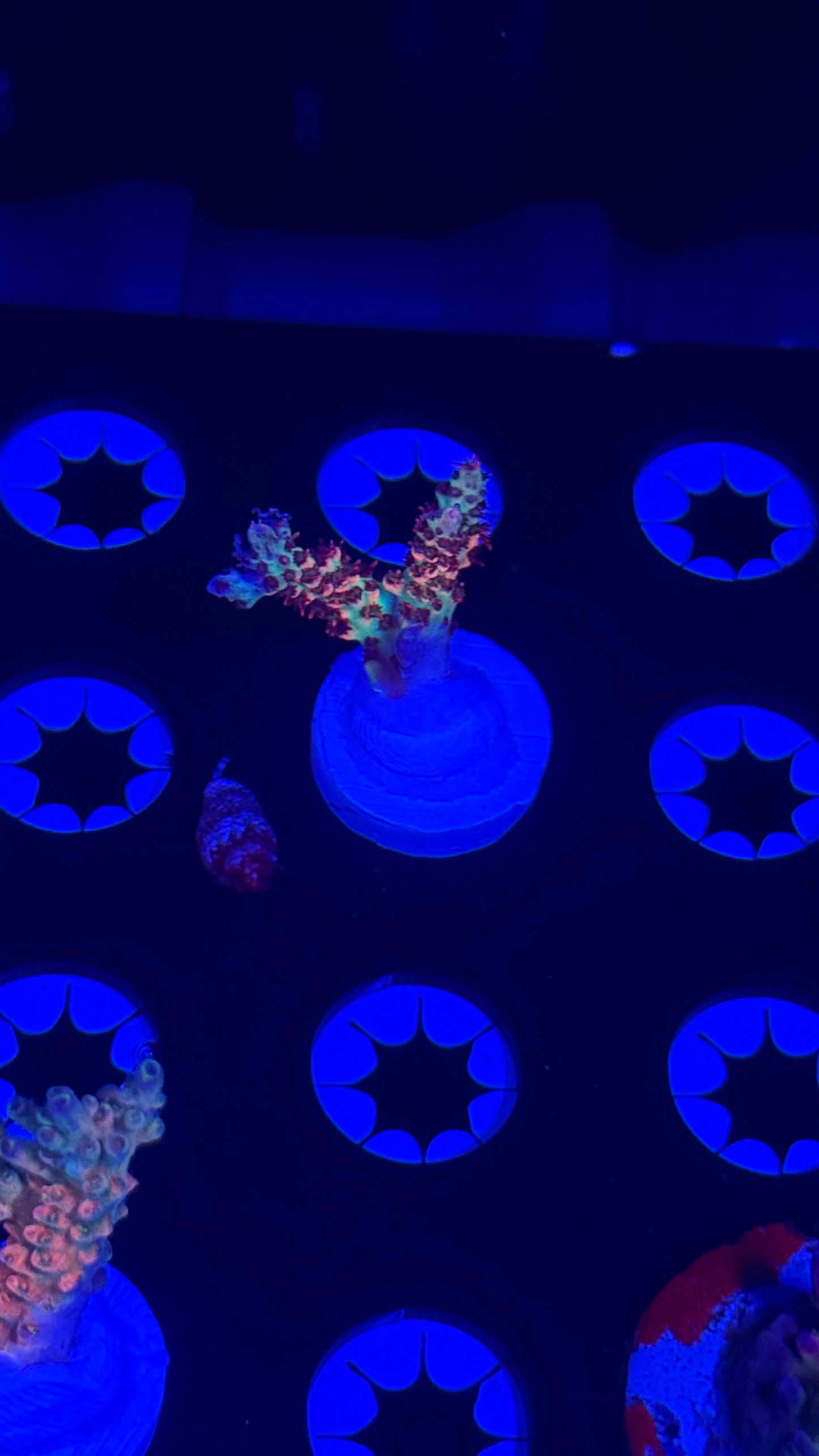 Cch little red riding hood