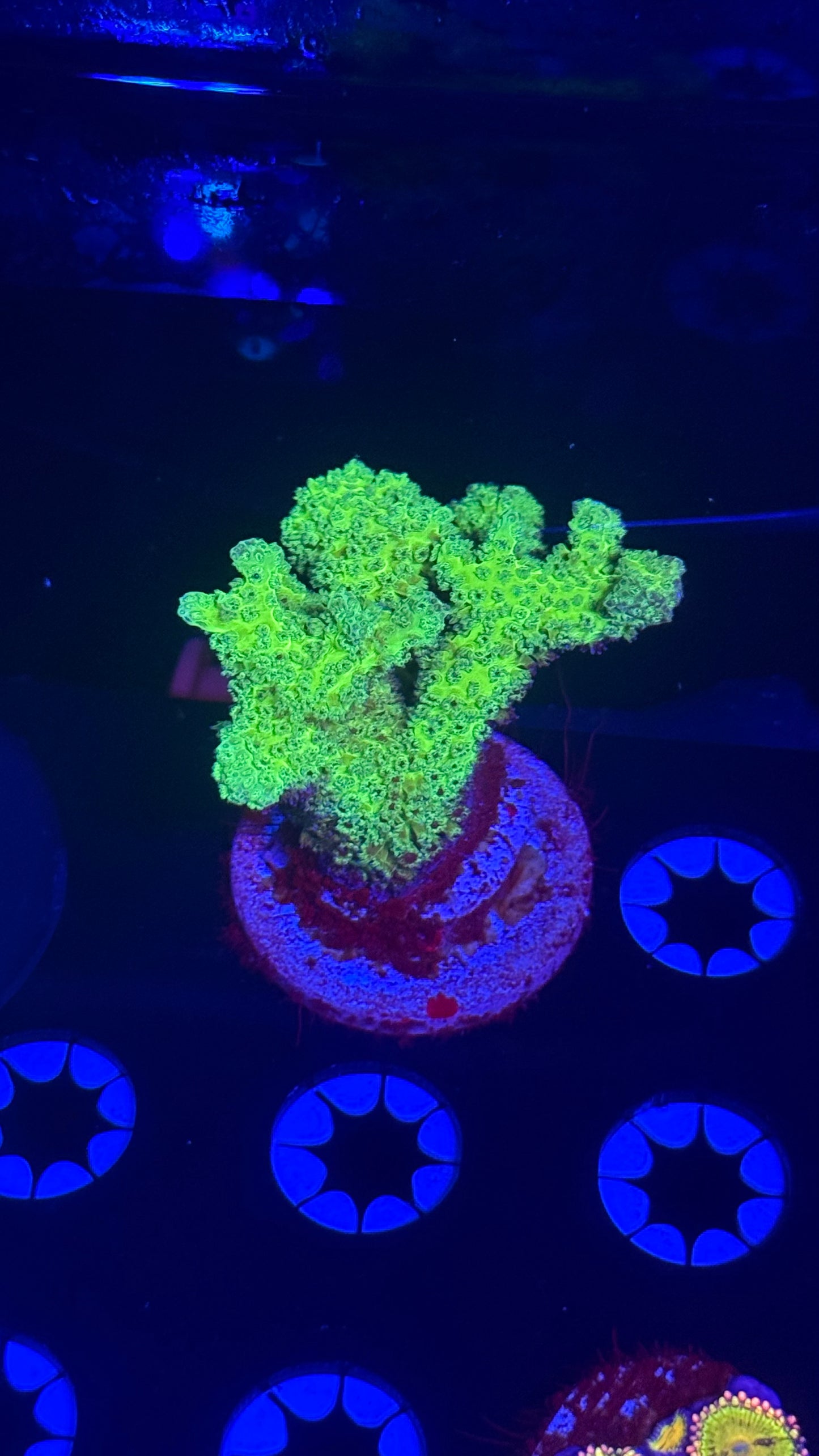 Wwc fantasy island birdnest(chunk)