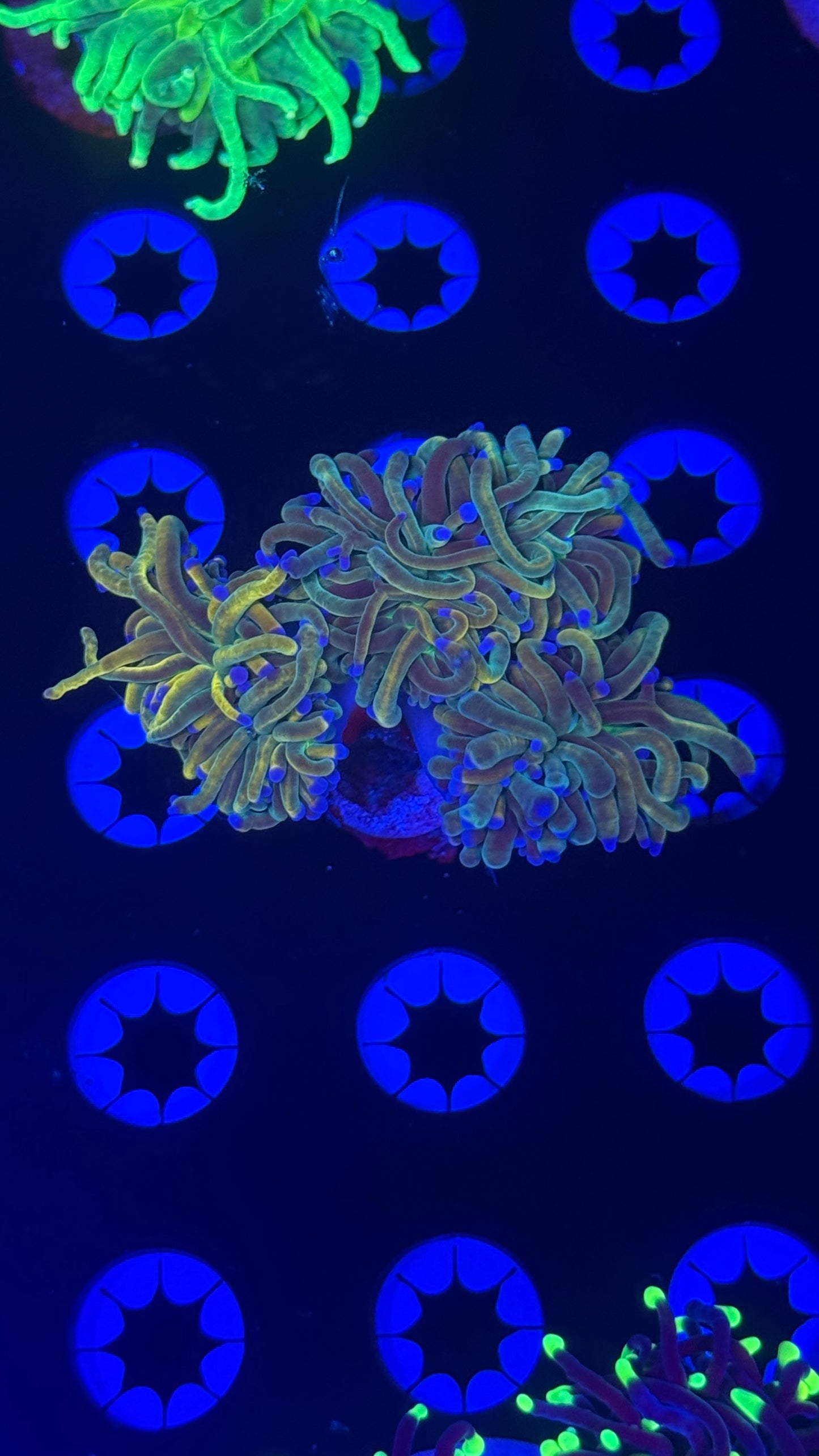 Triple Dragon tamer (Holly grail)