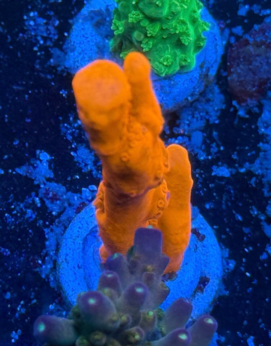 Orange Setosa