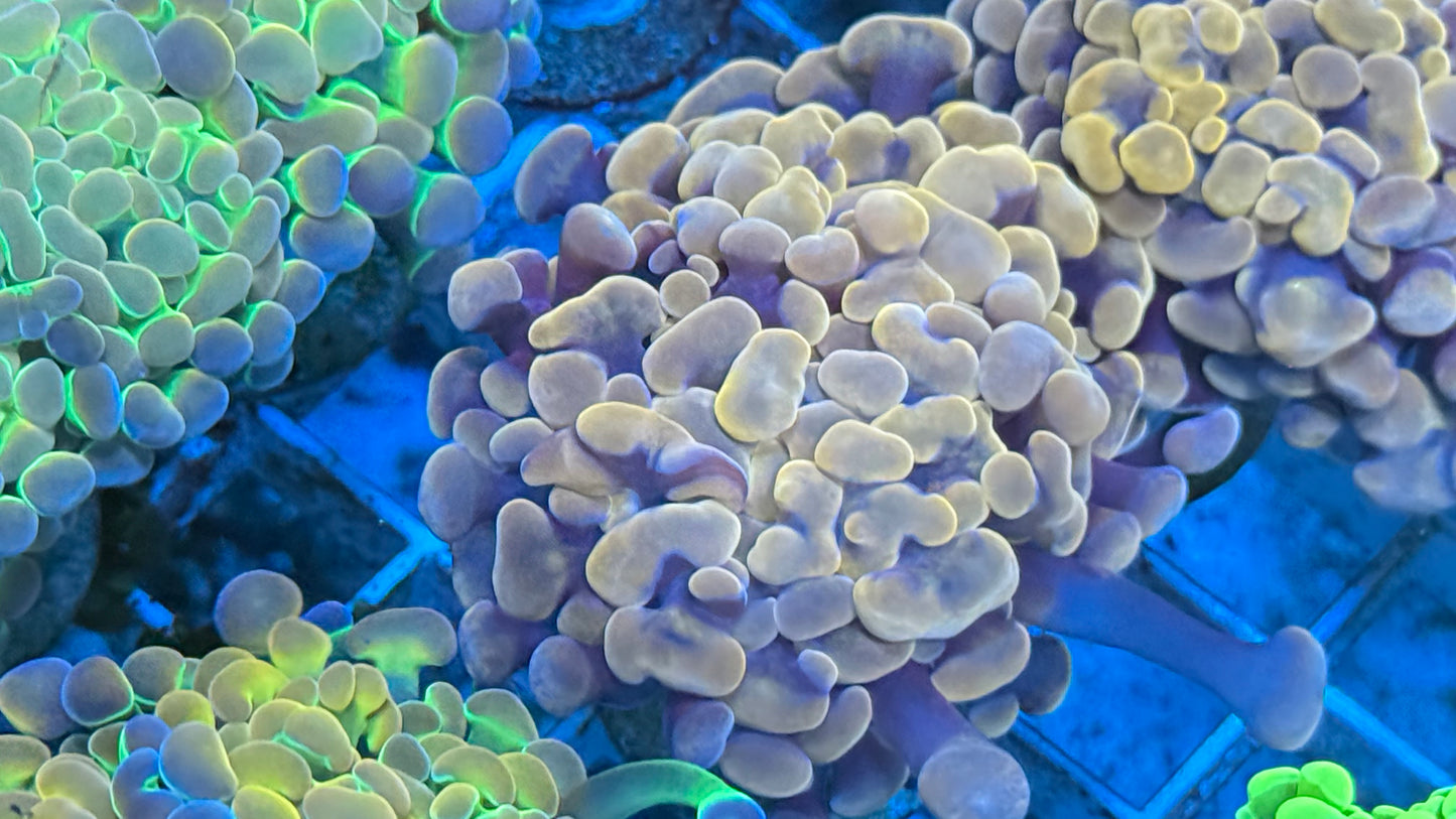 Orange Hammer Aquacultured