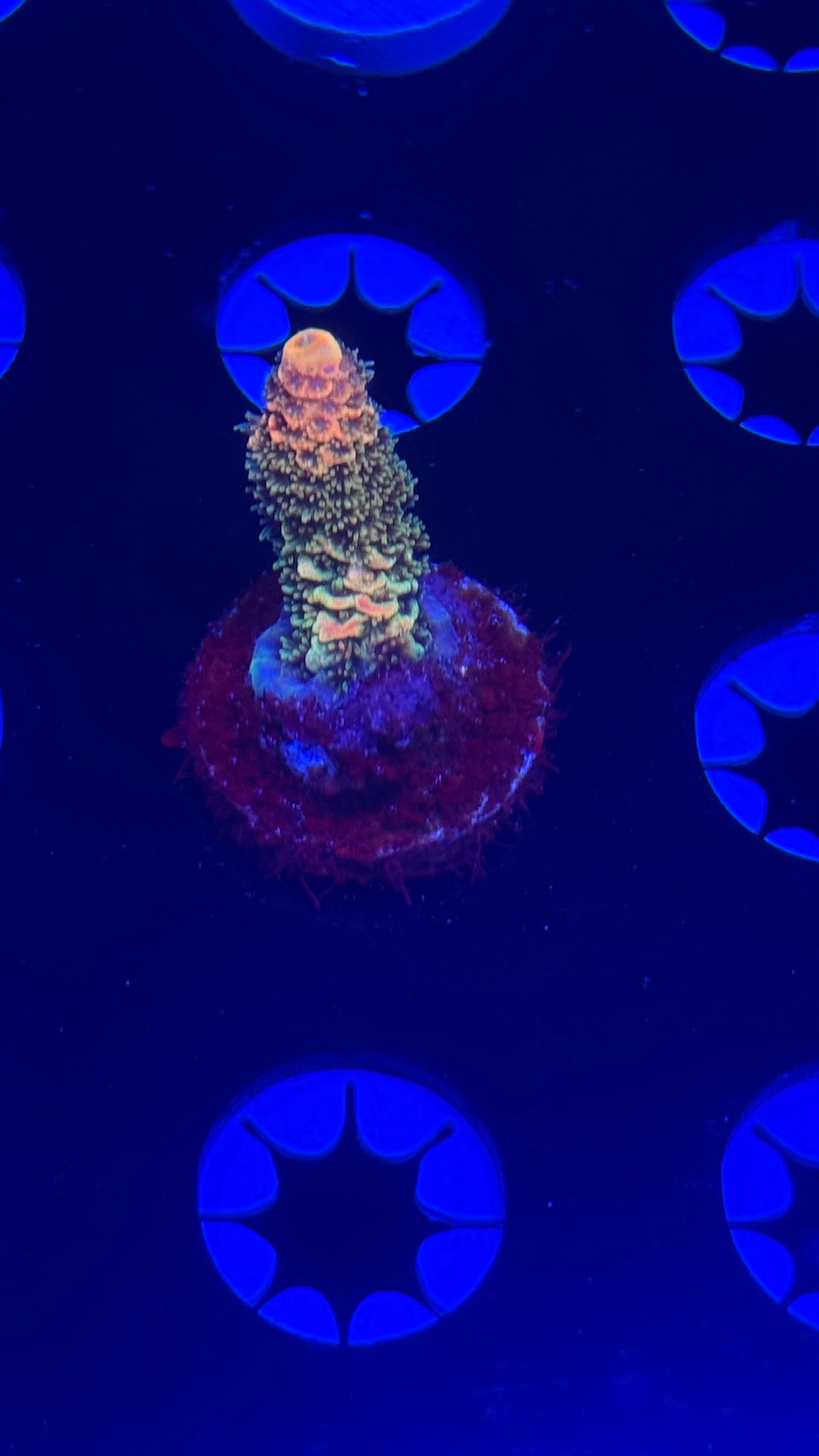 K’corals piña colada