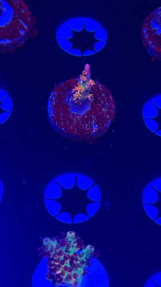 K’corals viper (tiny)