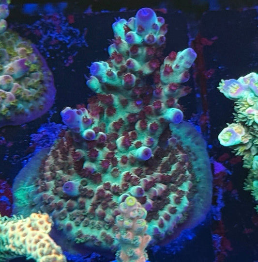 K’s Flash lighting