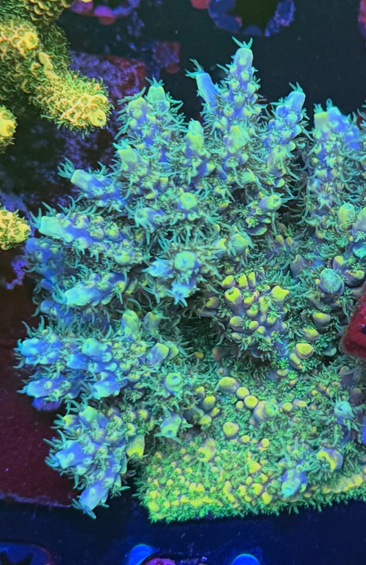 K’corals “sector 51” (cut to order)