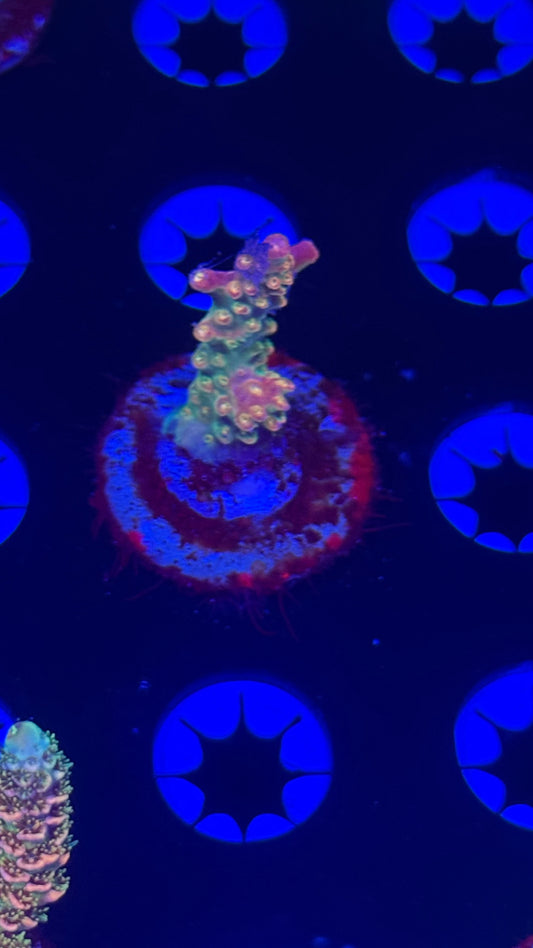 Grafted banana hammock