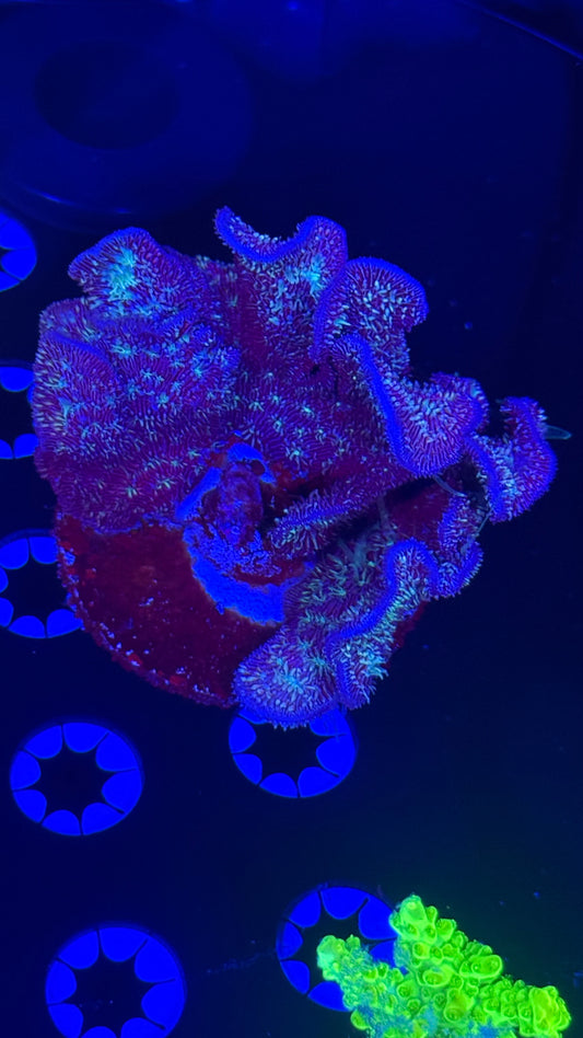 Hairy pavona (chunk)