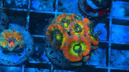 JF Hg Micromusa