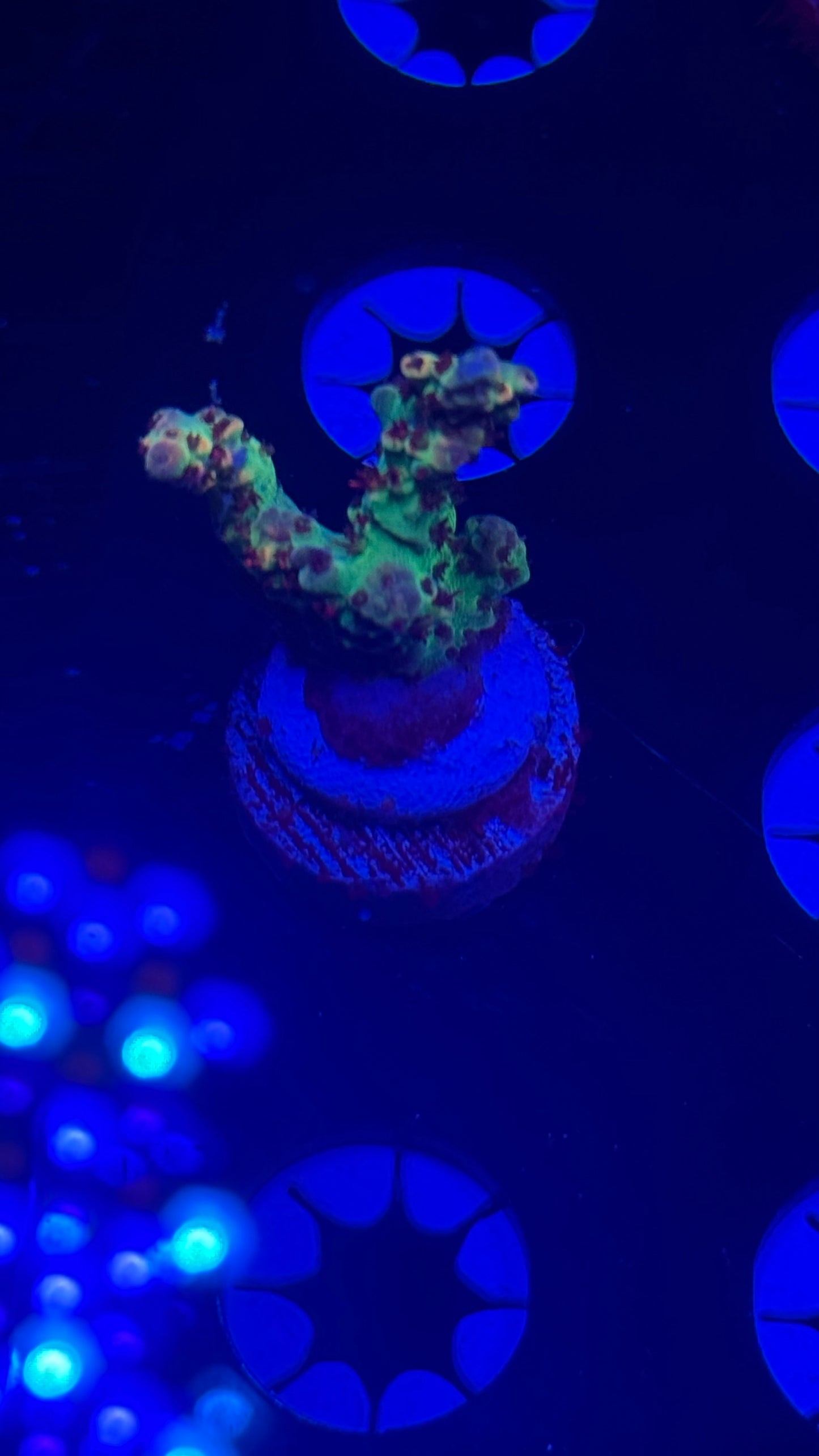 Cch  little red riding hood hood