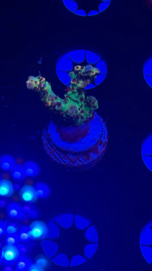 Cch  little red riding hood hood