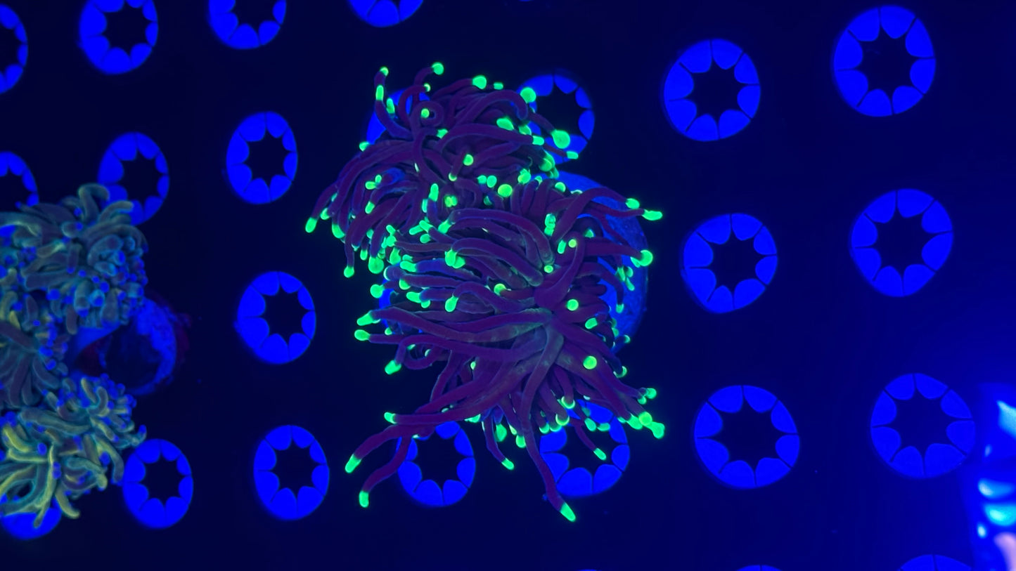 Lantern fly torch splitter