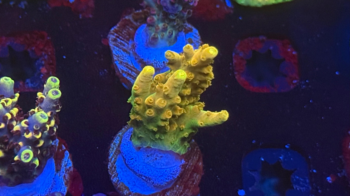 GB Golden Jaw Dropper