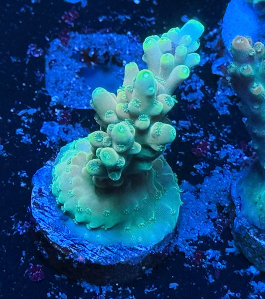 K’corals Sungod