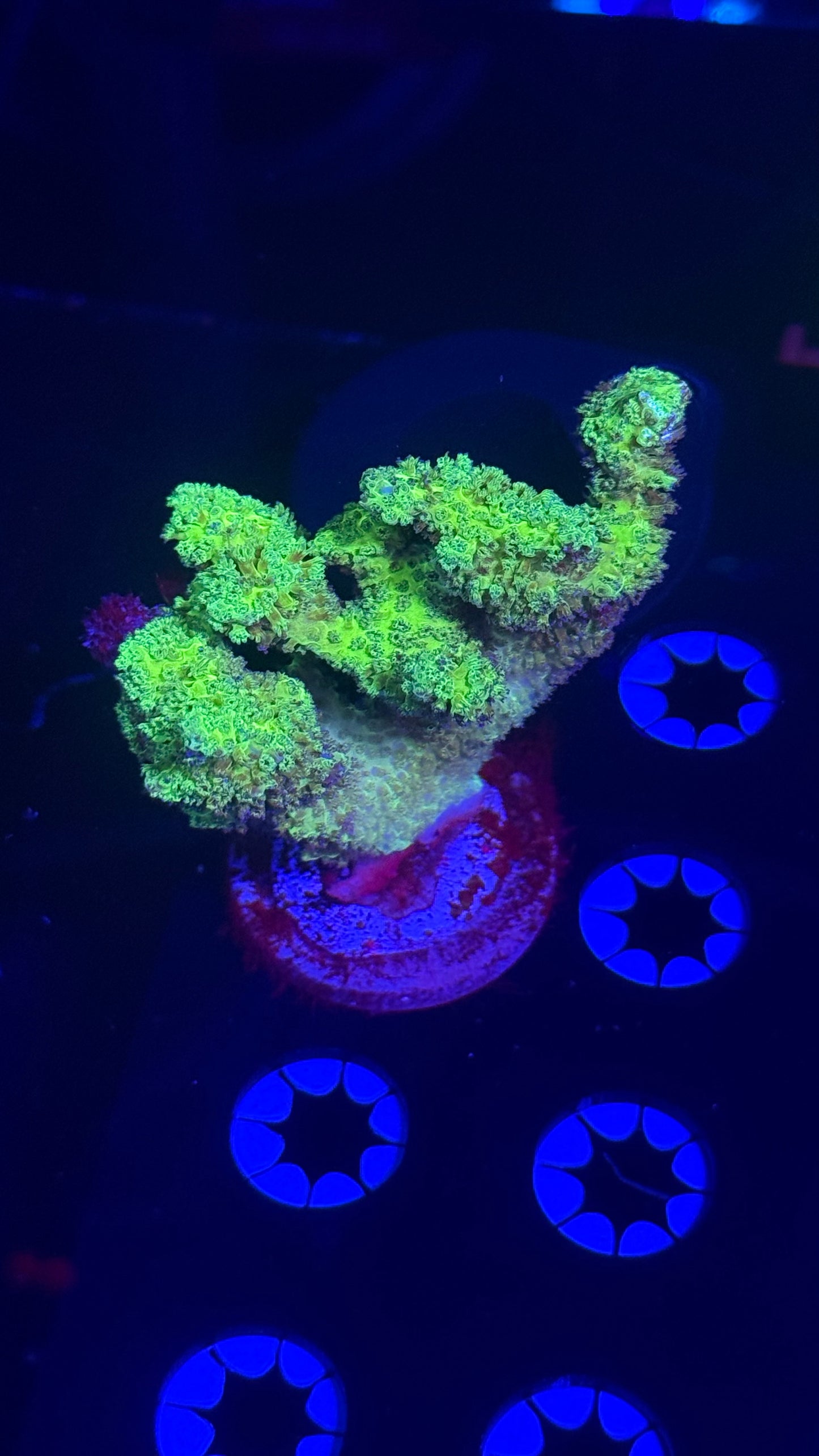 Wwc fantasy island birdnest (chunky)