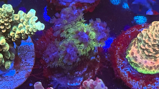 Bull Reef Super Duo Pocillopora