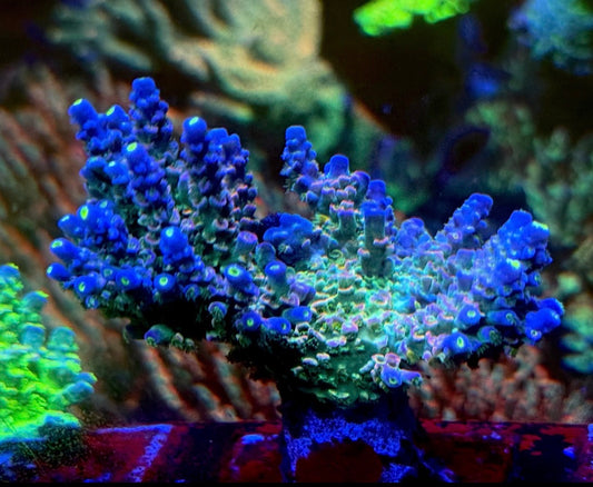 K’corals “DIVO”( cut to order)