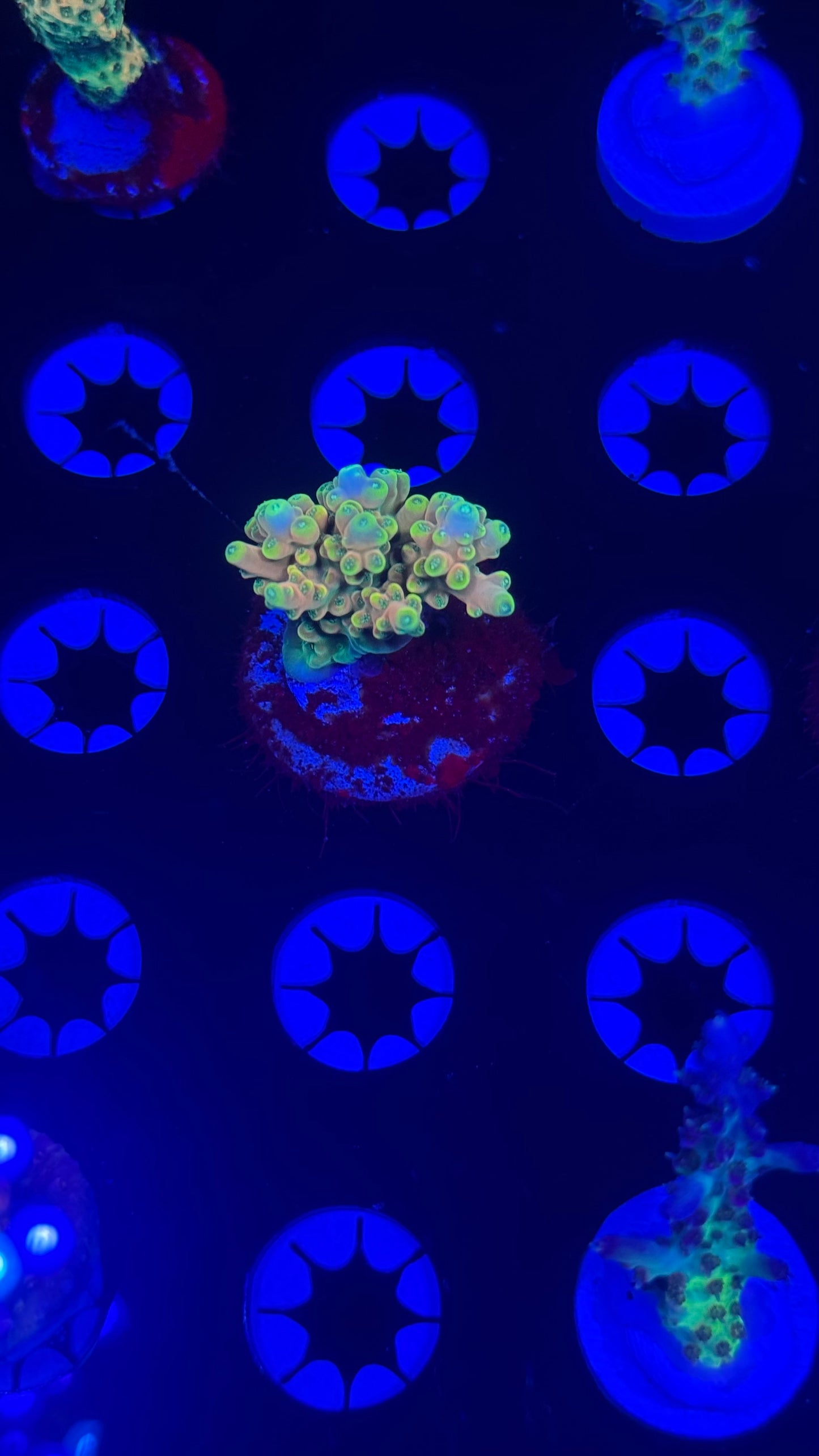 K’corals Phoenix (new release)