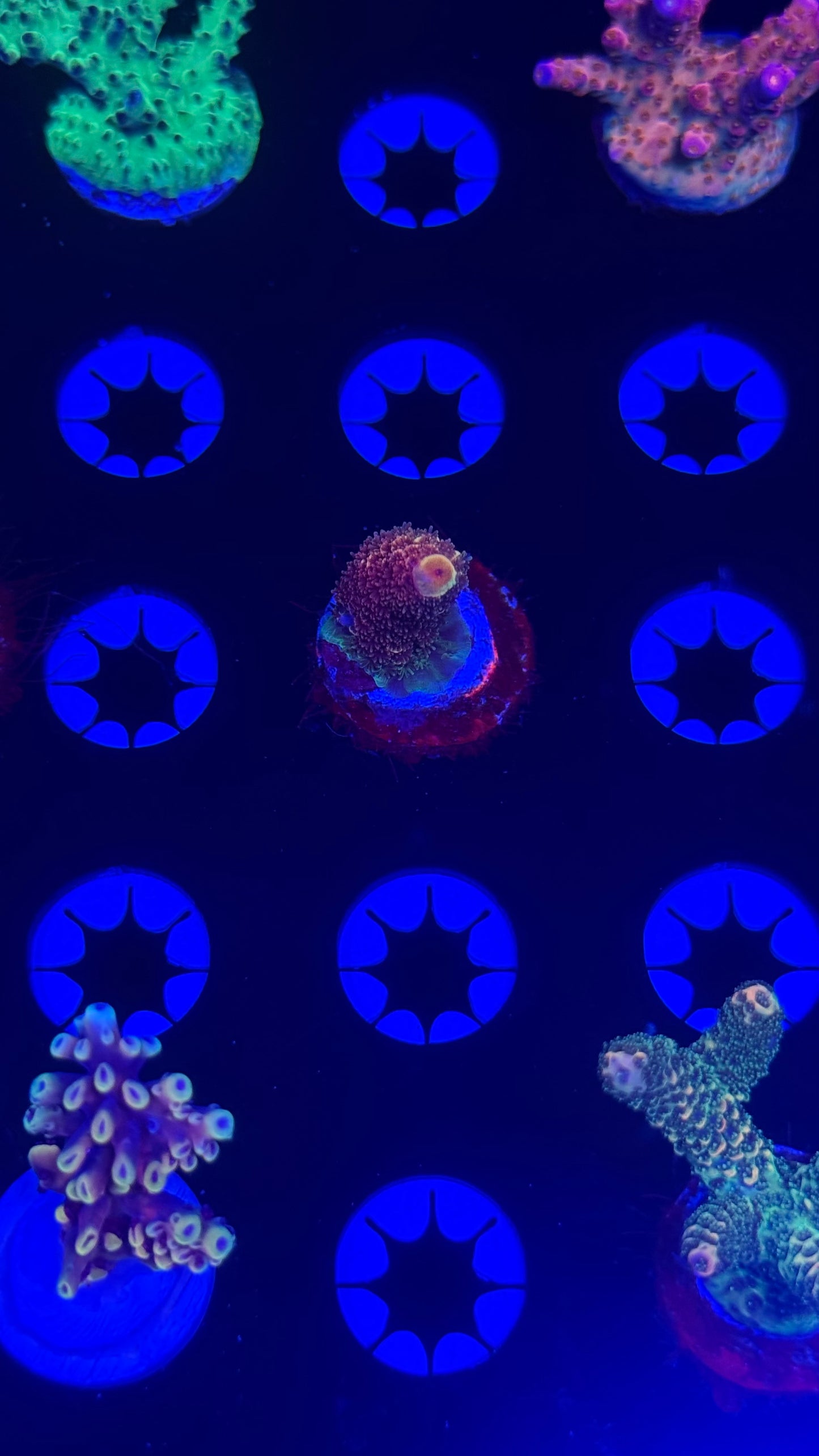 K’corals Mark7 Spath (new release)