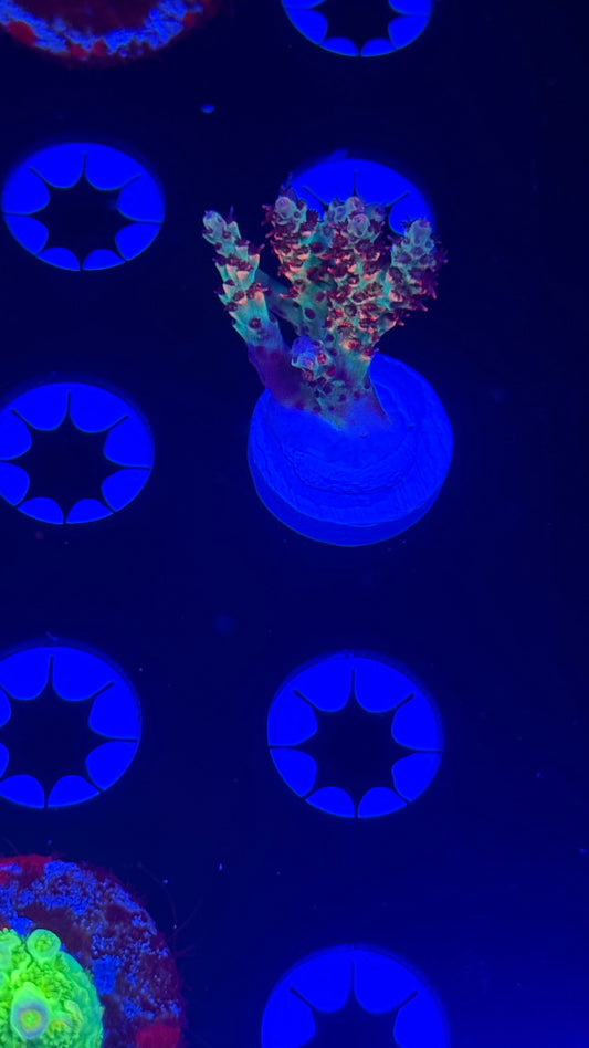 Cch little red riding hood