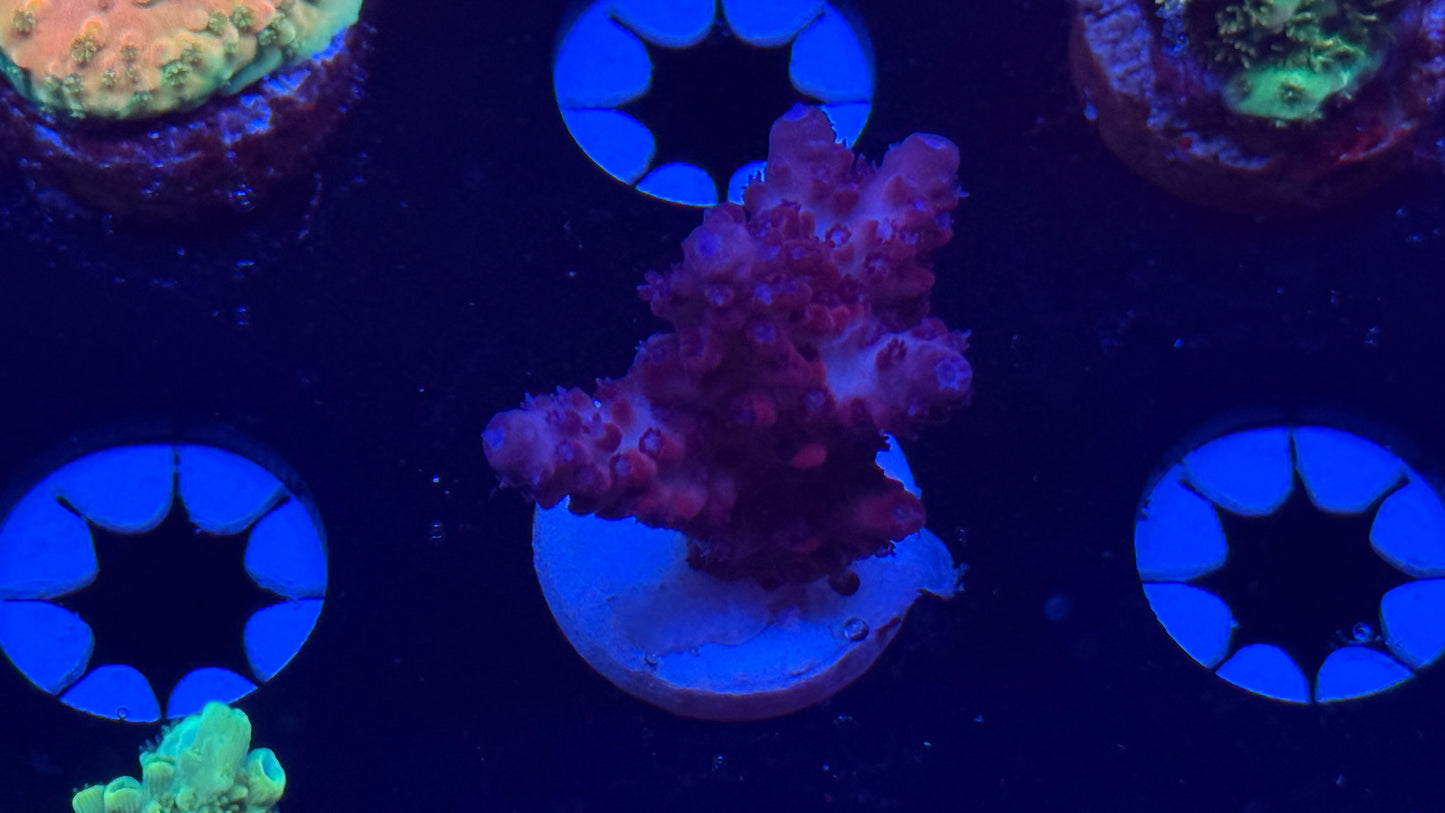 K’corals Harlequin