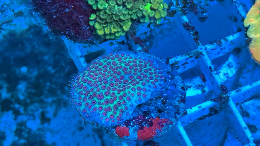 ORA Sandollar Porites
