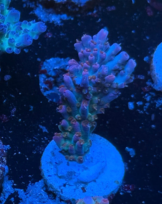Kcorals Playboy Bunny