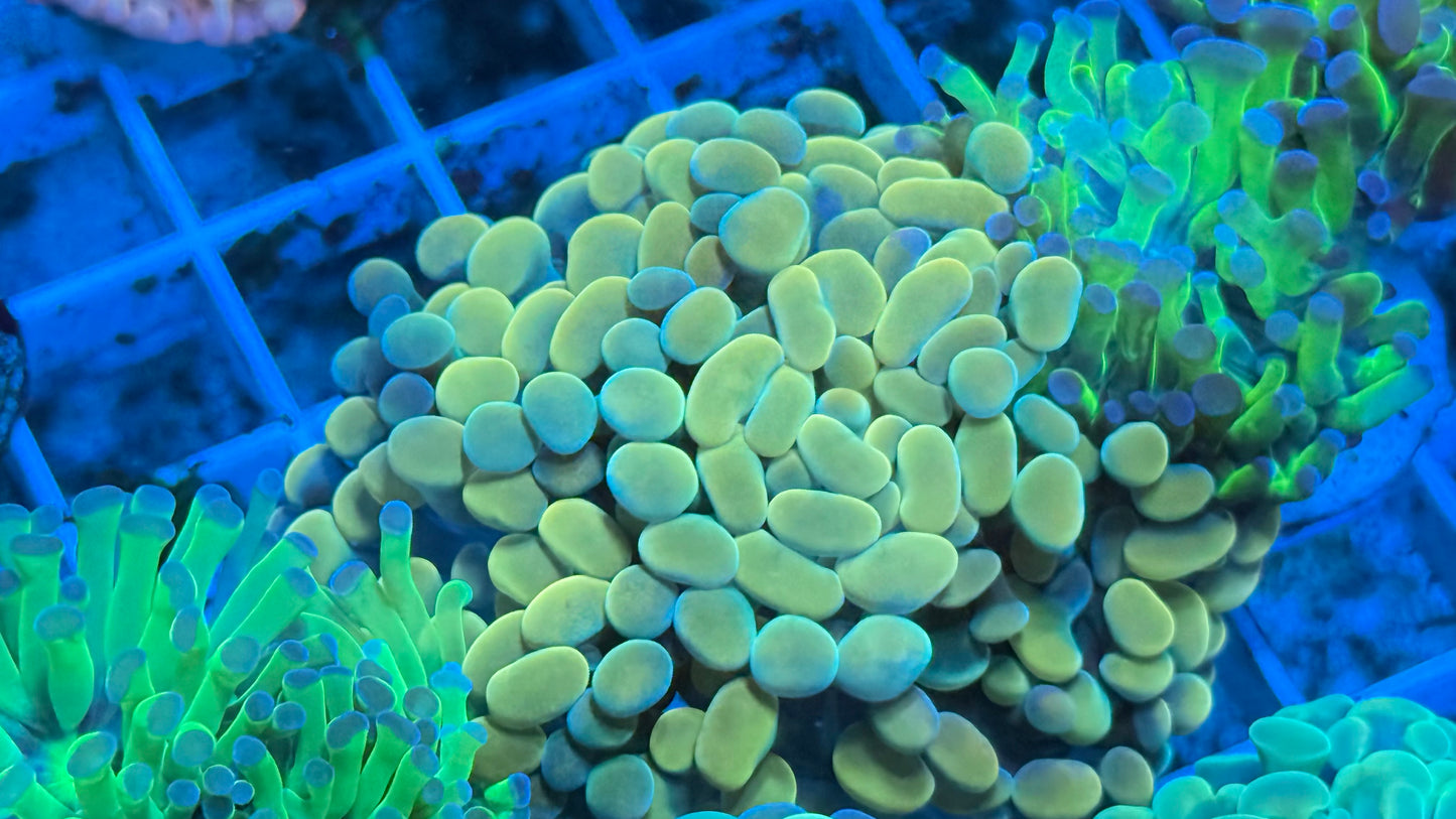 Golden Saiyan  Aquacultured
